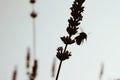 Hard working bee is collecting honey from flowers Royalty Free Stock Photo