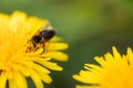 A hard working bee on a dandelion with blur green background Royalty Free Stock Photo