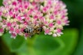 Hard working bee on a delicate pink and red flowers of Sedum