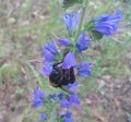 hard working bee on flower Royalty Free Stock Photo