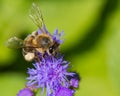Hard-Working Bee Gathering Pollen from a Purple Flower Royalty Free Stock Photo