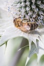 Hard working bee pollinates flower in extreme macro Royalty Free Stock Photo