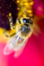 Hard working bee pollinates flower in extreme macro Royalty Free Stock Photo