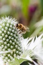 Hard working bee pollinates flower in extreme macro Royalty Free Stock Photo