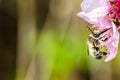 A hard working bee pollinating a ping flower in a spring Royalty Free Stock Photo