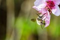 A hard working bee pollinating a ping flower in a spring Royalty Free Stock Photo