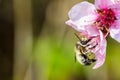 A hard working bee pollinating a ping flower in a spring Royalty Free Stock Photo