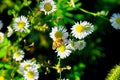 Hard working bee on the white flower in the forest. Royalty Free Stock Photo