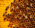 Hard-working bees sealing the honeycombs filled with fresh honey. Healthy organic beekeeping. Generative AI Royalty Free Stock Photo