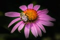 Hard-working Bumblebee pollinates an echinacea flower Royalty Free Stock Photo
