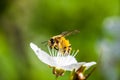 A hard working European honey bee pollinating a flowers in a spring Royalty Free Stock Photo