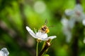 A hard working European honey bee pollinating a flowers in a spring Royalty Free Stock Photo