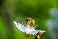 A hard working European honey bee pollinating a flowers in a spring Royalty Free Stock Photo