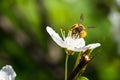 A hard working European honey bee pollinating a flowers in a spring Royalty Free Stock Photo