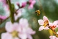 A hard working European honey bee pollinating a ping flower in a Royalty Free Stock Photo