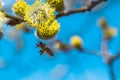 A hard working European honey bee pollinating a yellow flower in Royalty Free Stock Photo