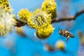 A hard working European honey bee pollinating a yellow flower in