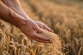 Hard-working hands of male farmer pouring grain. Abundance in the Fields. Nature\'s Bounty. The hands of a farmer close - up Royalty Free Stock Photo