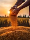 Hard-working hands of a male farmer pouring grain at sunset. Harvest season in the farmlands. Generative AI