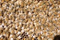 Hard Working Honey Bees Feeding Brood