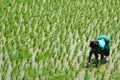 Hard working lady on a rice field. under hard sun.