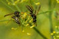 Hard-working wasps on a garden flower Royalty Free Stock Photo