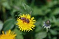 hard working wild bee crawling on ryltse of chamomile flower and collects nectar for honey