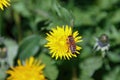 hard working wild bee crawling on ryltse of chamomile flower and collects nectar for honey