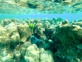 Hardcoral reef in Thailand. Underwater picture. Taken with GoPro.