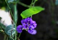 Hardenbergia violacea purple flowers Royalty Free Stock Photo