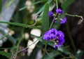 Hardenbergia violacea purple flowers
