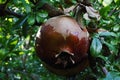 HARDENED DISCOLORED ROTTEN POMEGRANATE ON A TREE