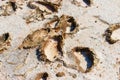 Hardened footprints in salt lake Alyki, island Limnos. Royalty Free Stock Photo