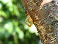 Hardened resin droplets of wood