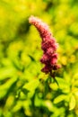 hardhack steeplebush or rose spirea wild pink flower blooming with green background