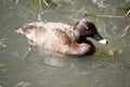 side view of a white eyed duck Royalty Free Stock Photo