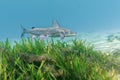 A Hardhead Catfish Ariopsis felis cruises over an eel grass bed