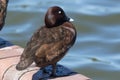 Hardhead Duck in Australia Royalty Free Stock Photo