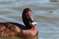 Hardhead Duck in Australia Royalty Free Stock Photo