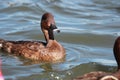 Hardhead Duck in Australia Royalty Free Stock Photo