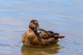 Hardhead duck floating on the water Royalty Free Stock Photo