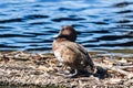 Hardhead Duck in Australia Royalty Free Stock Photo