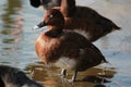 Hardhead Duck in Australia Royalty Free Stock Photo