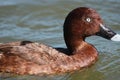 Hardhead Duck in Australia Royalty Free Stock Photo