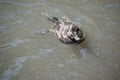 the hardhead duck is swimming Royalty Free Stock Photo