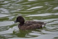 Hardhead duck or white eyed duck Royalty Free Stock Photo