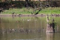 Australian Wildlife Series - White-eyed Duck - Aythya australis Royalty Free Stock Photo