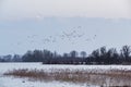 Hardinxveld, Netherlands - 2018-01-14: Evening flight - geese fl