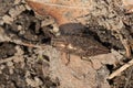 Hardwood Borer Beetle - Genus Dicerca