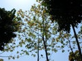 Hardwood farming Swietenia mahagoni commonly known as American mahogany, Cuban mahogany, small-leaved mahogany, and West Indian